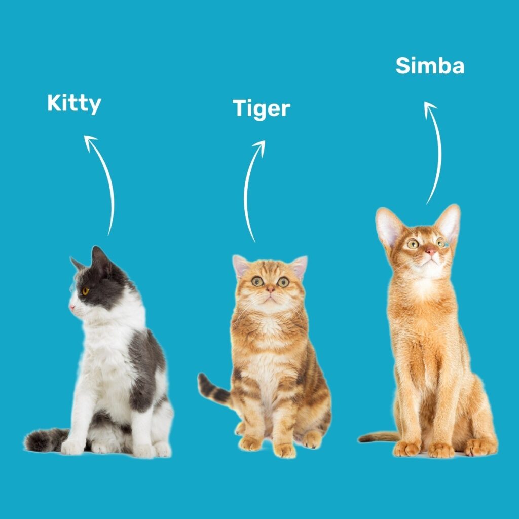 Pet Cat Names - Cute Cat Names - Unique Kitten Names